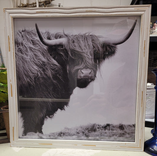 Shaggy Cow